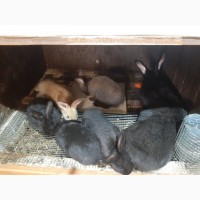 Продаю кроликов