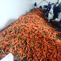 Морковь на переработку