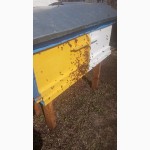 Продам улья с пчелами