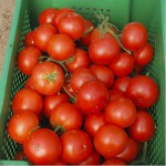 Продам помидоры (сорт примадонна, махитос)