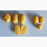 Семенной картофель из Беларуси, 2 репродукция, Джувел