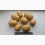 Семенной картофель из Беларуси, 2 репродукция, Джувел