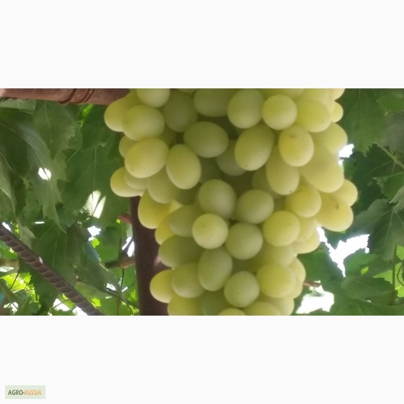 Фото 2. Продаем нектарини, персики и виноград из Узбекистана