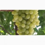 Продаем нектарини, персики и виноград из Узбекистана