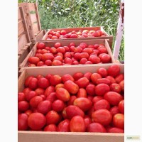 Продам помидоры сорт Сливки
