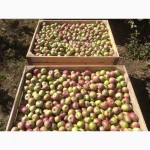 Яблоки Оптом Белорусское сладкое калибр 65