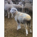 Продам овец порода Волгоградская на мясо