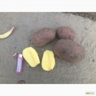 Картофель продовольственный и семенной разных сортов