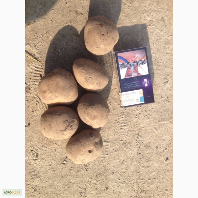 Фото 6. Картофель продовольственный и семенной разных сортов