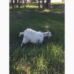 Срочно продам молодых дойных коз и козлят альпийско-нубийская порода