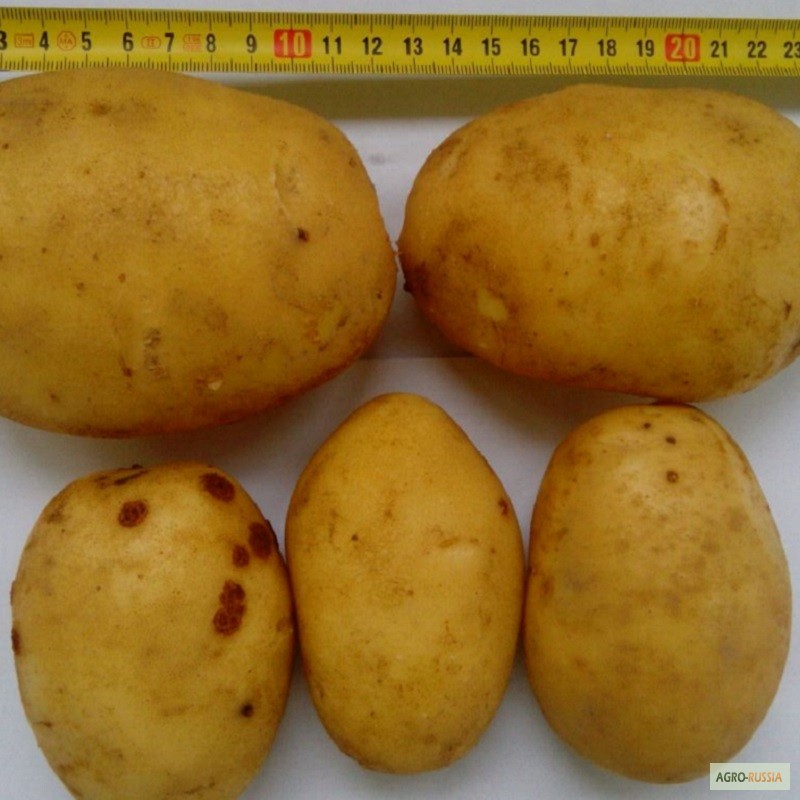 Фото 2. Картофель продовольственный Артемис 5+ от производителя РБ