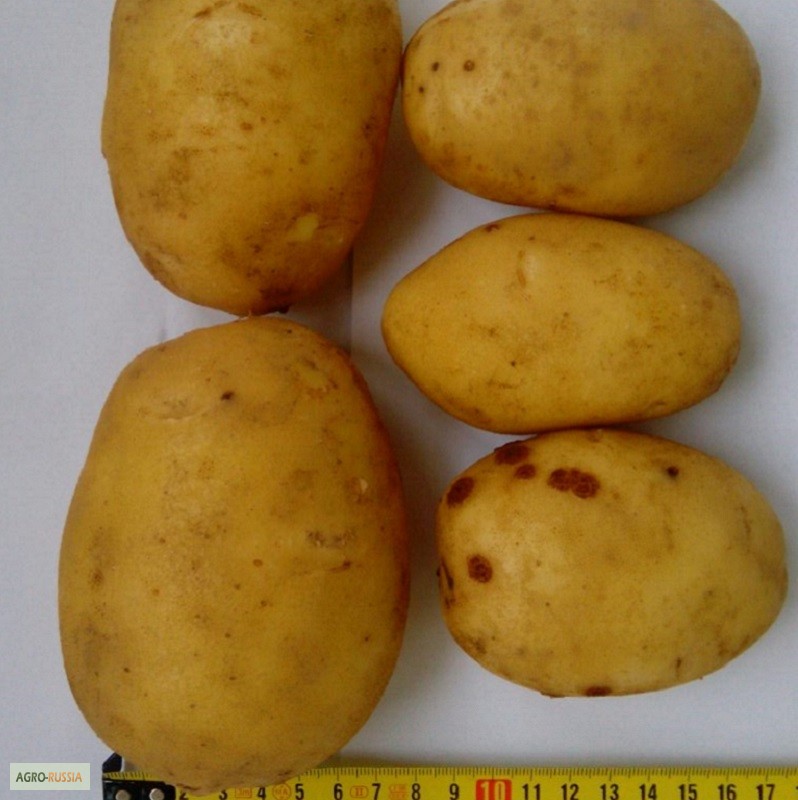 Фото 3. Картофель продовольственный Артемис 5+ от производителя РБ