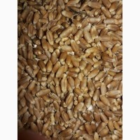 Пшеница 3 класс Белок 13, 2% Клейковина 23% ИДК 79 Объём 1000 тн