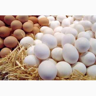Инкубационное яйцо, кур, перепелов, индеек, гусей, уток, цесарок, куропаток, павлинов