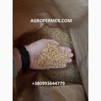 Семена пшеницы ALMA озимый канадский трансгенный мягкий сорт