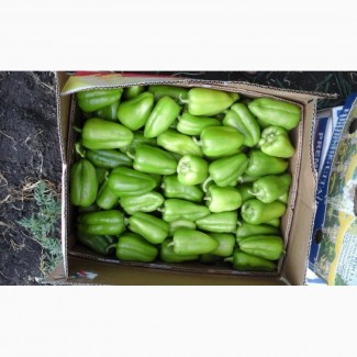 Продаем оптом болгарский перец зеленый с доставкой