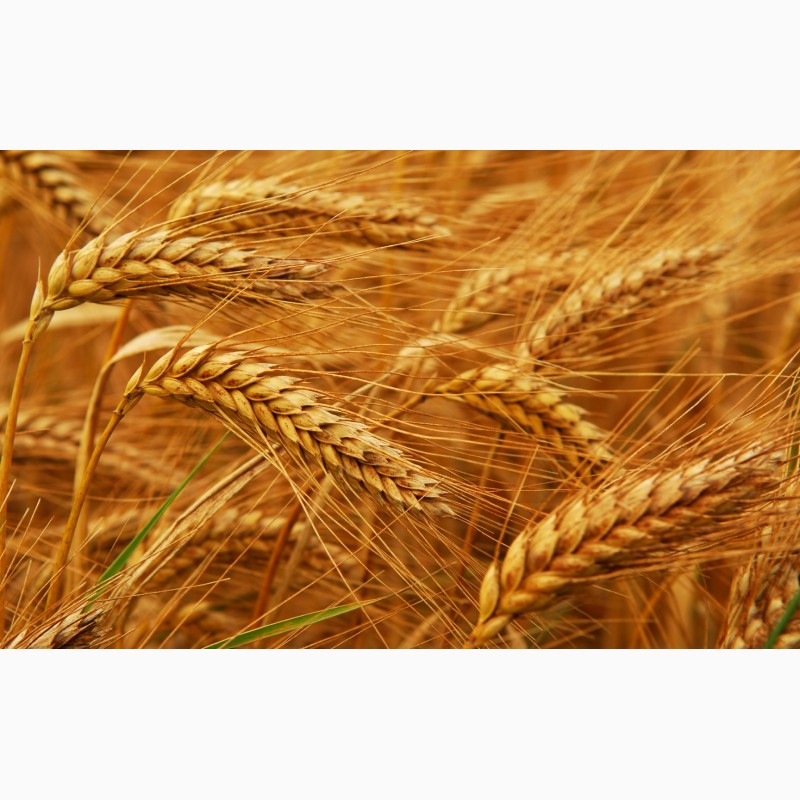 Фото 6. Срочно продам семена пшеницы Канадский трансгенный сорт мягкой пшеницы двуручки АMADEO