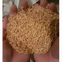Срочно продам семена пшеницы Канадский трансгенный сорт мягкой пшеницы двуручки АMADEO