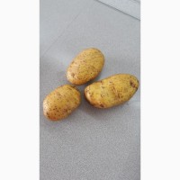 Картофель оптом Леди Клер, Бонус