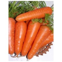 Семена моркови Абако F1 фр.2, 0-и выше (1мил. сем)