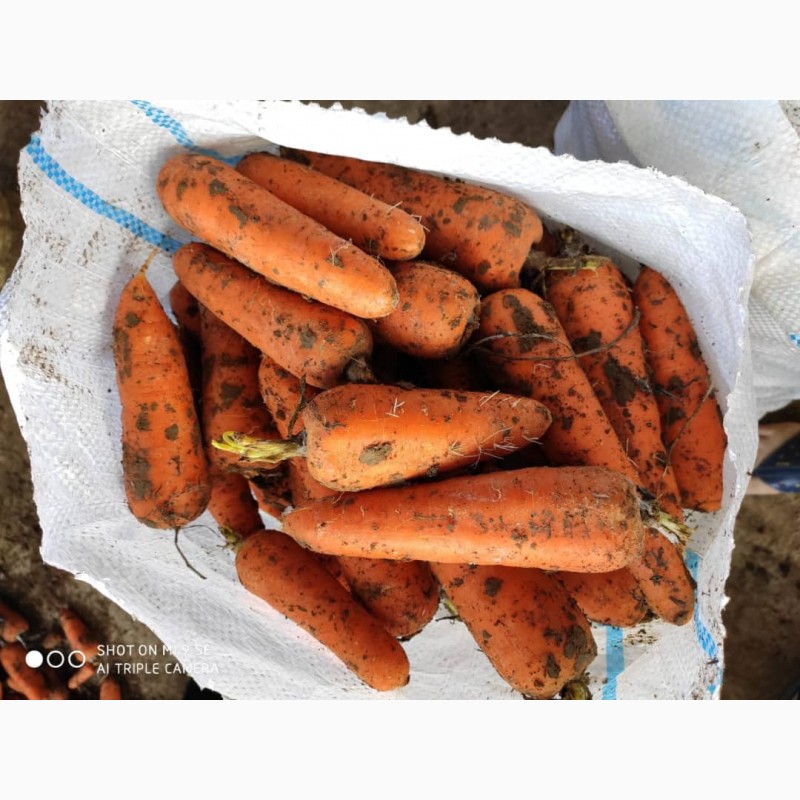 Фото 2. Продаю молодую морковь оптом урожай 2019 г. в Киргизии