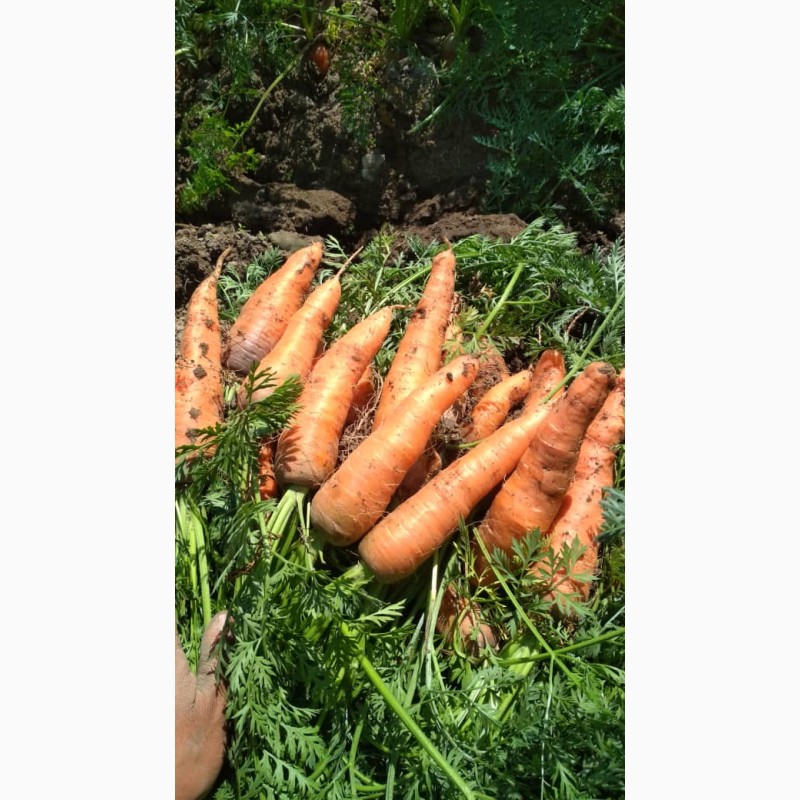 Фото 3. Продаю молодую морковь оптом урожай 2019 г. в Киргизии