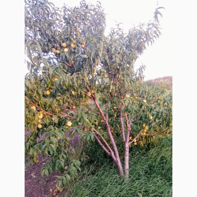 Фото 5. Саженцы плодовых, декоративных деревьев, кустарников