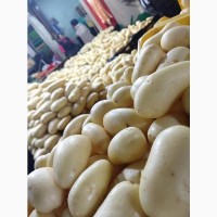 Молодой картофель сорта «Мелодия» из Пакистана