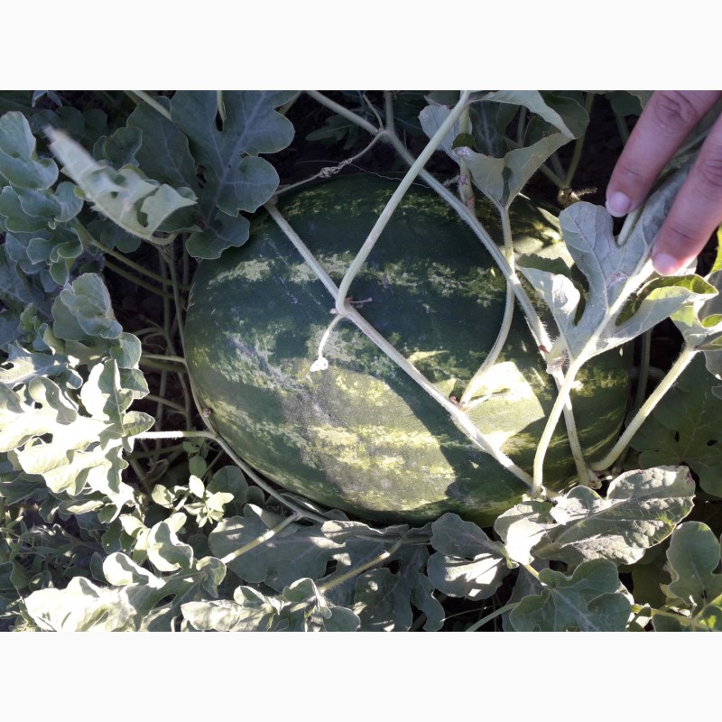 Фото 2. Продам арбузы и дыни оптом со своего поля
