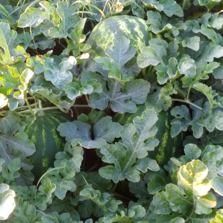 Фото 4. Продам арбузы и дыни оптом со своего поля