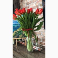 Тюльпаны оптом Омск (45-70см) и мимоза к 8 марта 2022г