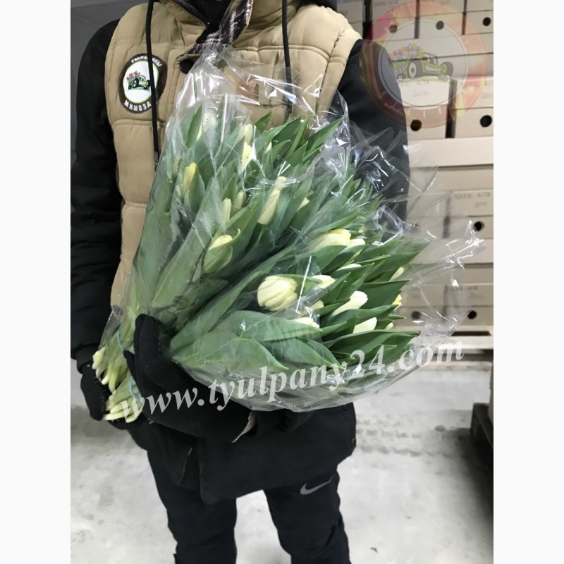 Фото 9. Тюльпаны оптом Омск (45-70см) и мимоза к 8 марта 2022г