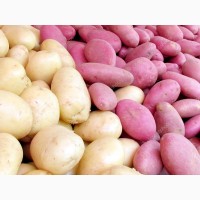 Продам продовольственный картофель оптом от производителя