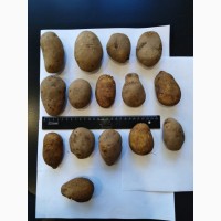 Картофель 40-50 мм урожай 2020