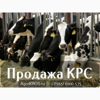 В продаже молочные нетели КРС пр России