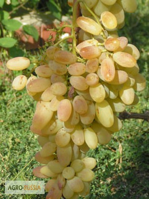 Саженцы и черенки винограда новосибирска