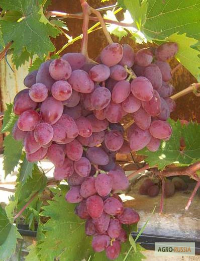 Фото 2. Саженцы и черенки винограда новосибирска