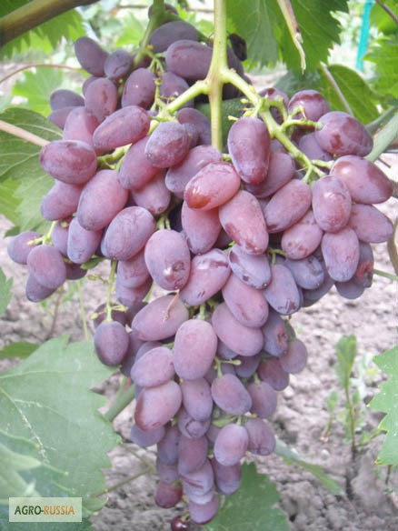 Фото 3. Саженцы и черенки винограда новосибирска