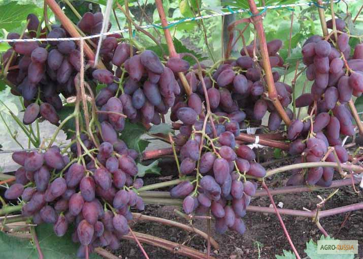 Фото 5. Саженцы и черенки винограда новосибирска