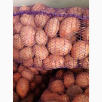 Купим морковь от 20 тонн в Белоруссии