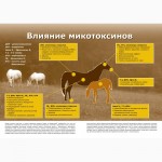 Смесь кормовая для Лошадей - мюсли премиум класса