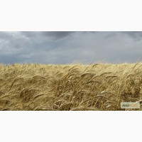 Семена Озимой пшеницы Таня