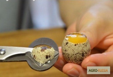 Ножницы для вскрытия перепелинных яиц