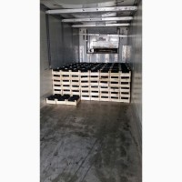 Продам виноград, сорт Молдова