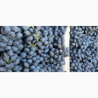 Продам виноград, сорт Молдова