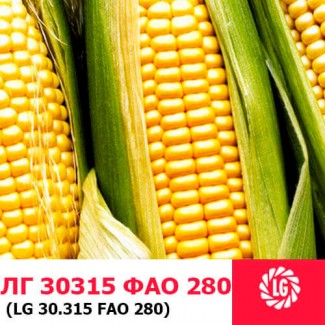 ЛГ 30315 (ФАО 280) гибрид кукурузы ЛИМАГРЕЙН (Limagrain)