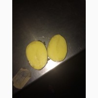 Картошка гала оптом от производителя