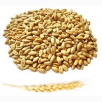Куплю пшеницу в Казахстан