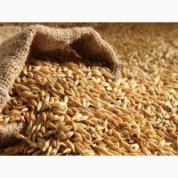 Закупаем фуражное зерно (пшеница, ячмень, горох) в Мордовии