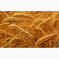 Продам Семена пшеницы сорт FOX мягкий канадский трансгенный сорт двуручки (элита)